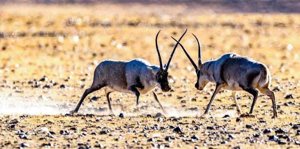 藏羚羊的“冬日战歌”