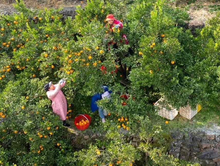  湖北长阳：清江椪柑采销忙