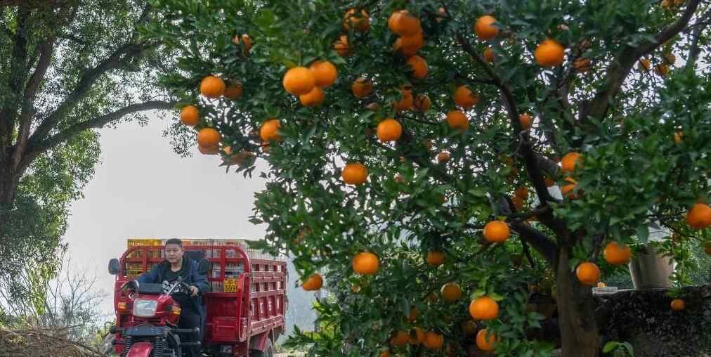 湖北长阳:清江椪柑采销忙