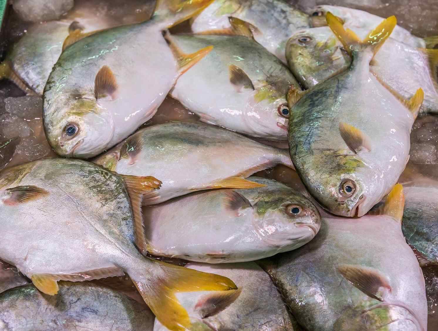  AI视频｜广东这6种海鲜，每一口都是一座城市的极致鲜味