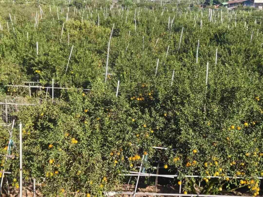 图片[2]-央视曝光陈皮造假黑幕！新会茶枝柑种植户发声，两地执法连夜亮剑-上淘有品虚拟资源下载