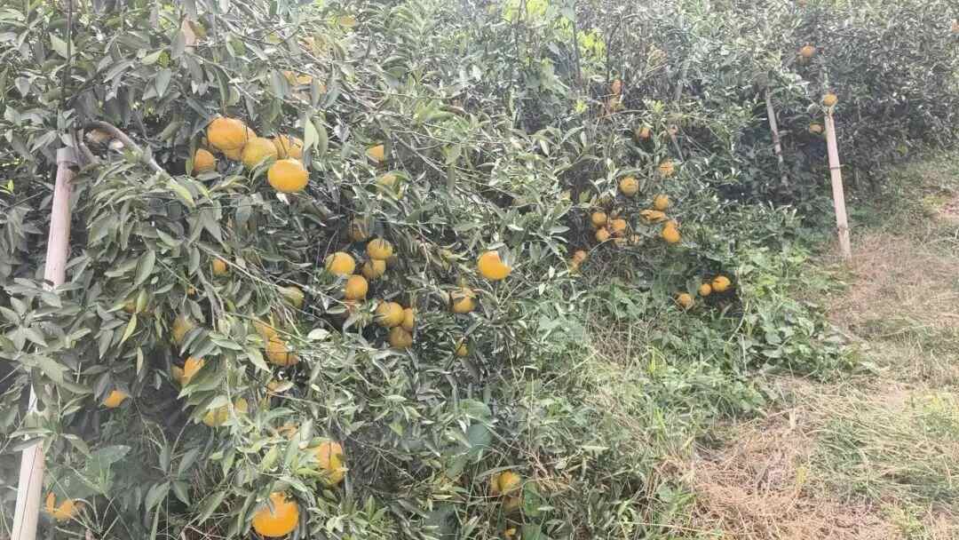 图片[4]-央视曝光陈皮造假黑幕！新会茶枝柑种植户发声，两地执法连夜亮剑-上淘有品虚拟资源下载