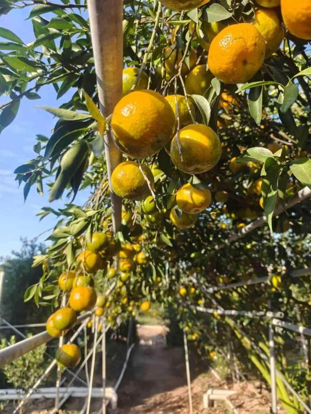 图片[3]-央视曝光陈皮造假黑幕！新会茶枝柑种植户发声，两地执法连夜亮剑-上淘有品虚拟资源下载