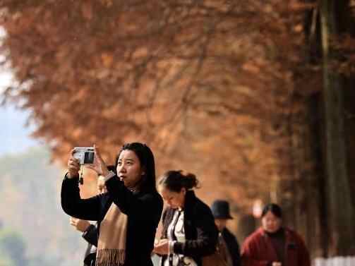  成都升仙湖公园水杉林染“红妆”引游人