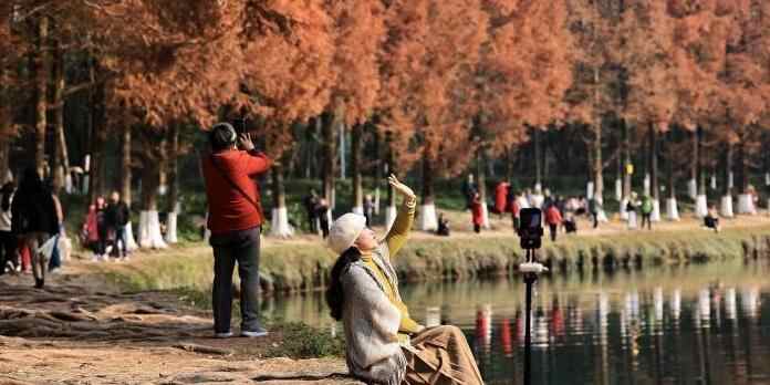  成都升仙湖公园水杉林染“红妆”引游人