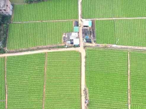  广西贵港：初冬田畴绿 蔬菜采收忙