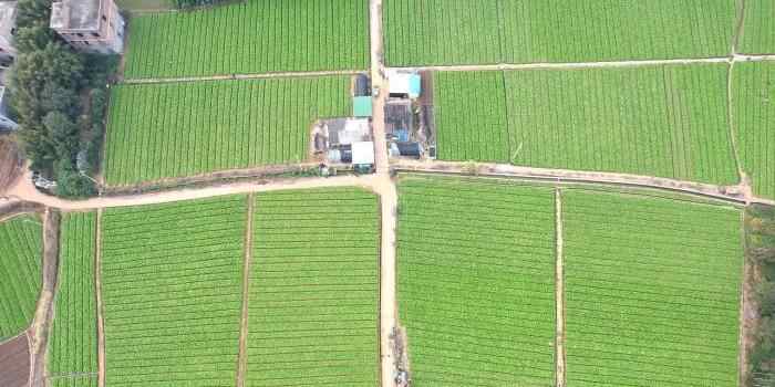  广西贵港：初冬田畴绿 蔬菜采收忙