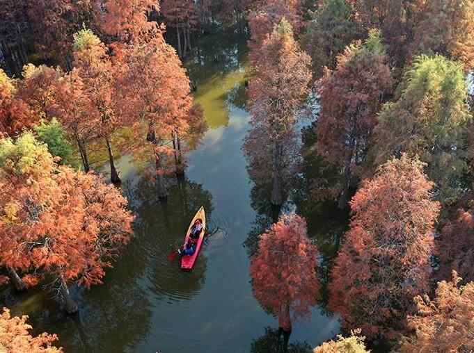  江西南昌：冬日杉景醉游人