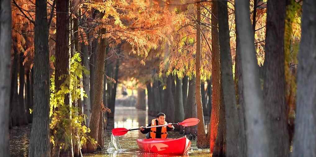  江西南昌：冬日杉景醉游人