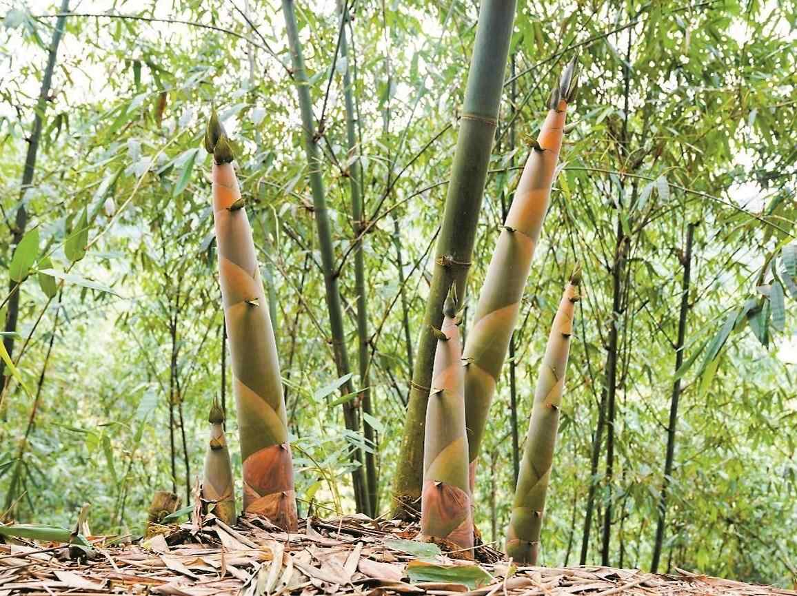 清远麻竹笋，从“山中珍馐”到“百亿集群”
