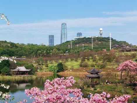  广西南宁冬日繁花似锦