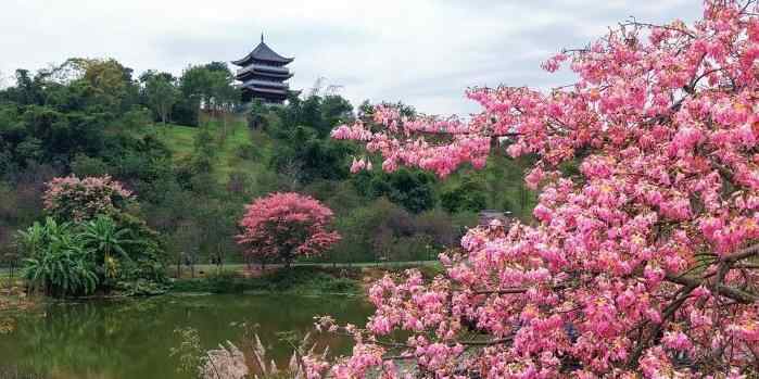  广西南宁冬日繁花似锦