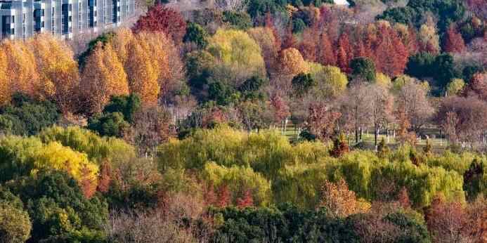  南京江心洲自然肌理邂逅城市 “绘就”冬日生态图景