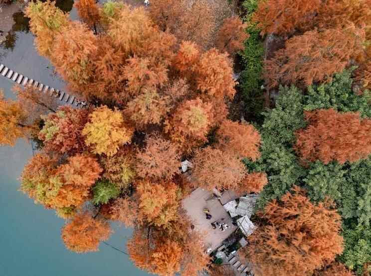  重庆彩云湖国家湿地公园冬日水杉“换装”引游人