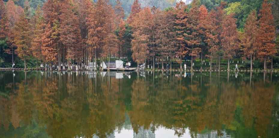  重庆彩云湖国家湿地公园冬日水杉“换装”引游人