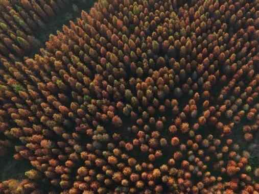  浙江黄岩：红杉林层林尽染美如画