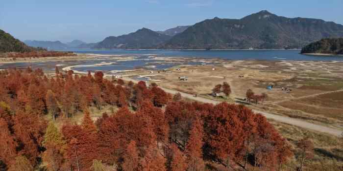  浙江黄岩：红杉林层林尽染美如画