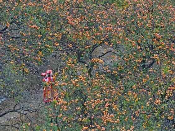 广西平乐柿子迎丰收 柿饼交易市场产销两旺