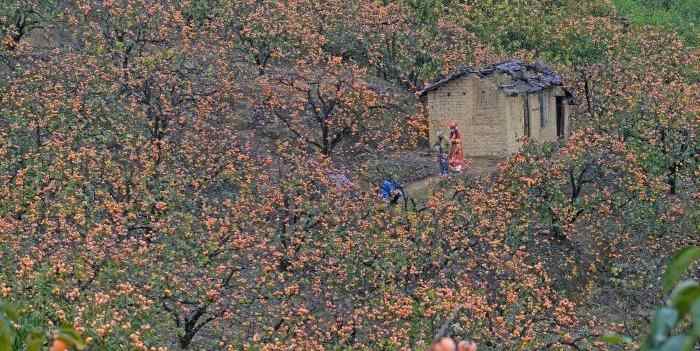  广西平乐柿子迎丰收 柿饼交易市场产销两旺