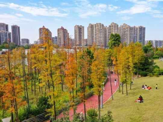  广西梧州：苍海公园水杉层林尽染引客来