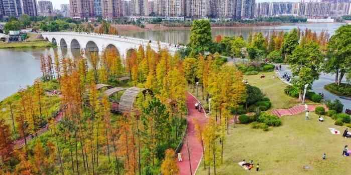  广西梧州：苍海公园水杉层林尽染引客来