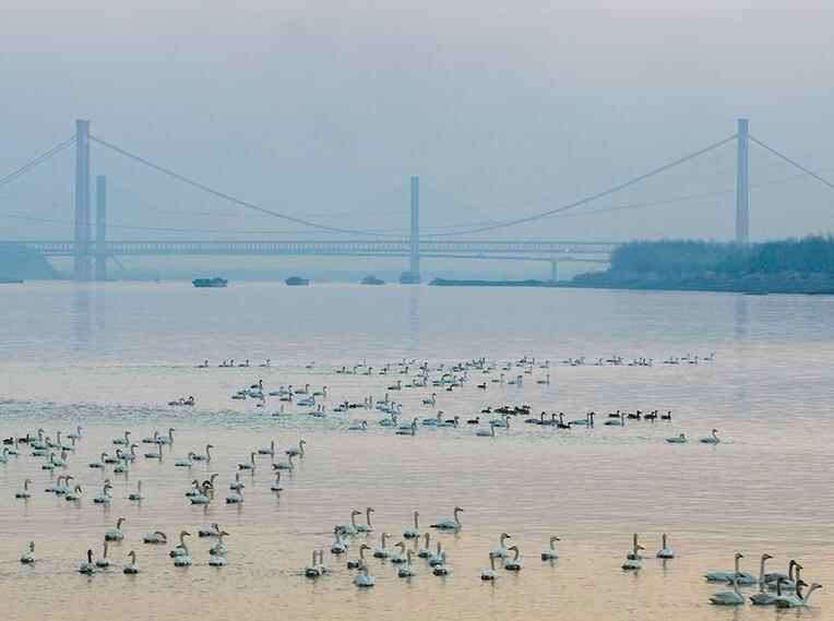  安徽铜陵：生态好 候鸟至