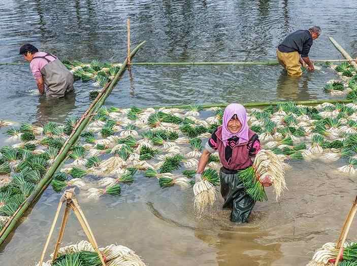  湖南道县：种藠头 促增收