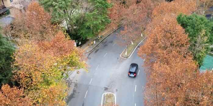  冬日梧桐色彩斑斓扮靓重庆街景