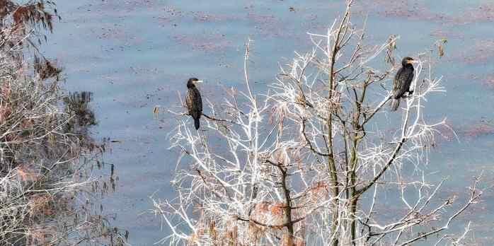  南京池杉湖“林、水、鸟” 织就生态名片