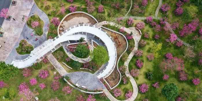  南宁上演“冬日浪漫”：紫花风铃木绽放满园诗意