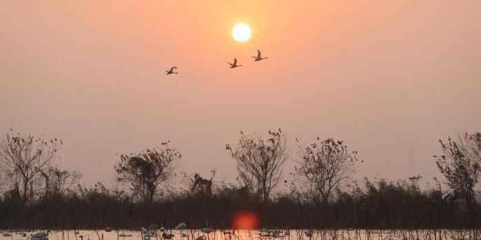  江西南昌：成群候鸟鄱阳湖畔栖息觅食