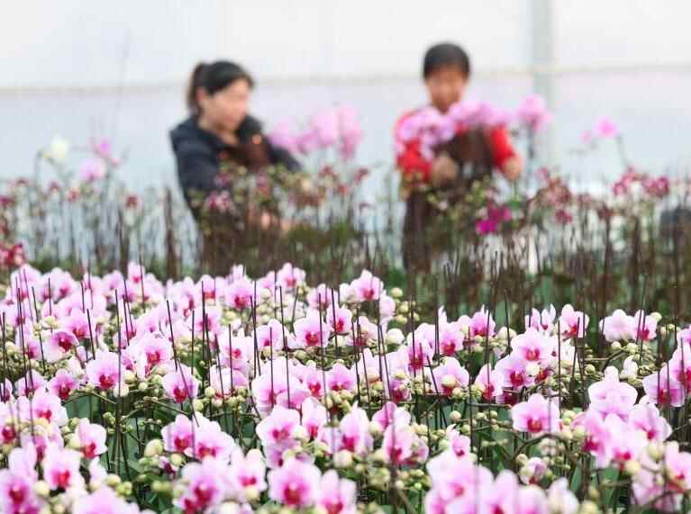 新年将至 鲜花经济迎“绽放”
