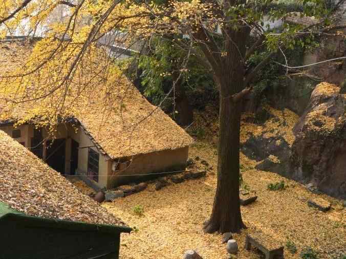 在杭州,路过“树”的浪漫