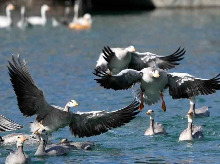 冬日拉萨候鸟“集结”越冬