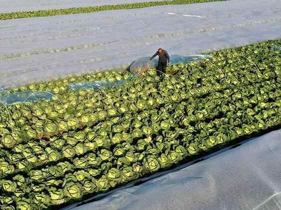  安徽蒙城：冬管蔬菜 保供应