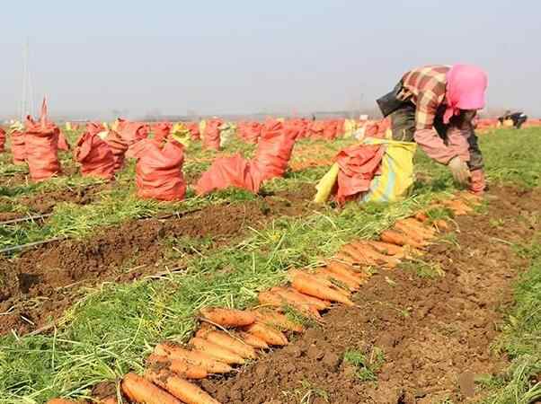  河南鄢陵：胡萝卜喜丰收