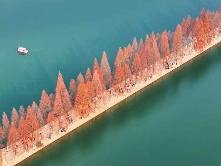  水杉披红引客来