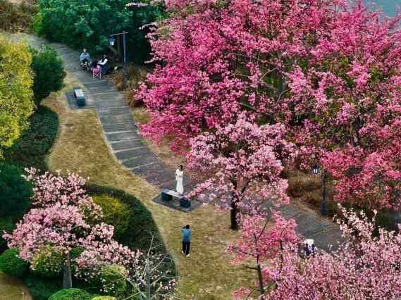  暖冬榕城景色美