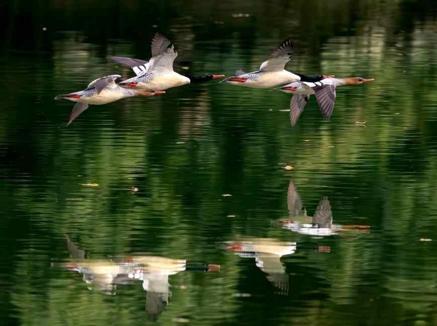  福建：中华秋沙鸭如期而至