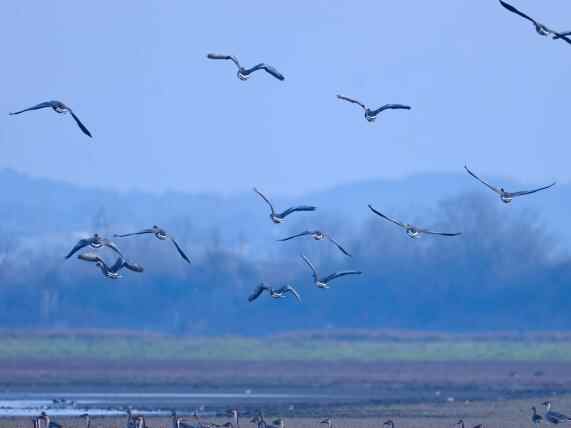  安徽升金湖畔“候鸟欢歌”