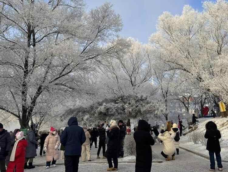 松花江畔 万树“琼花”引客来