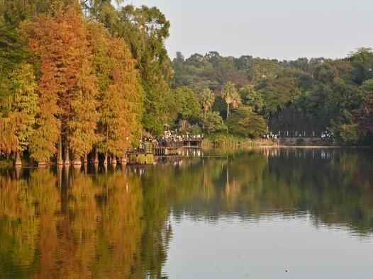  广州：落羽杉渐红添冬意