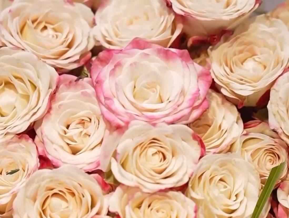  特色年宵花上新 各地畅销品种不同 你选哪一种？