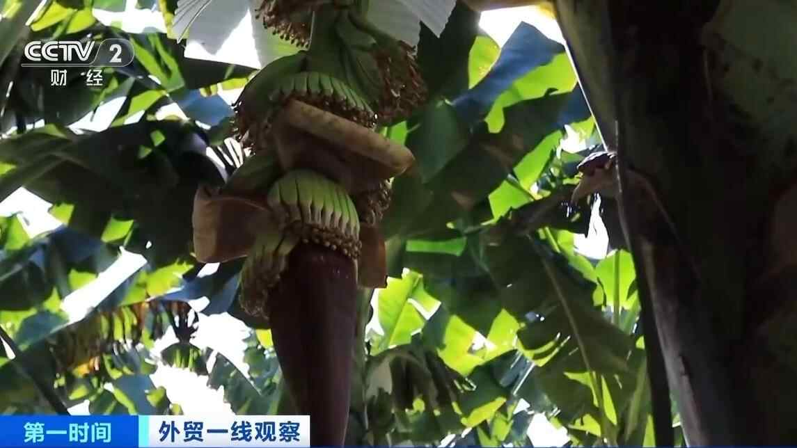 视频丨中老铁路运营四年，