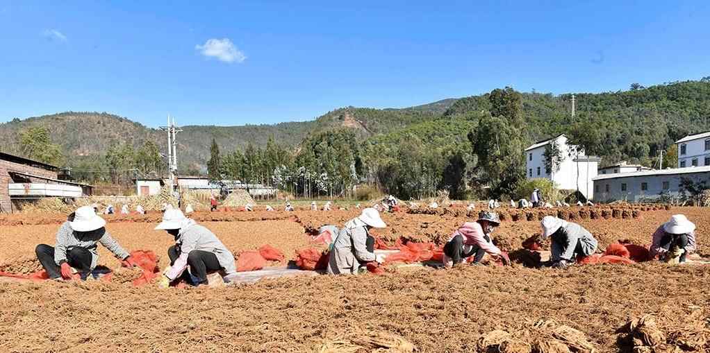 云南巍山：中药材产业助农增收