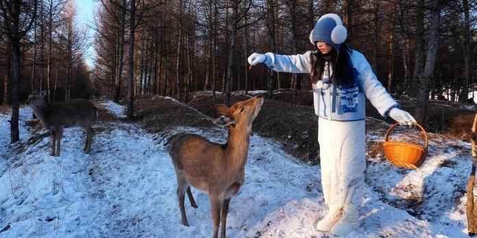  民众在乌兰布统大草原踏雪喂鹿庆元旦