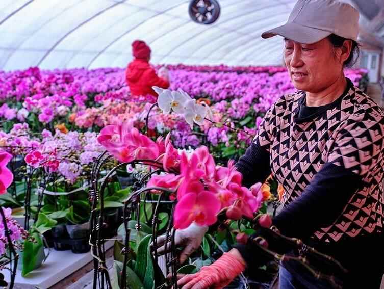  花卉市场“春意浓”