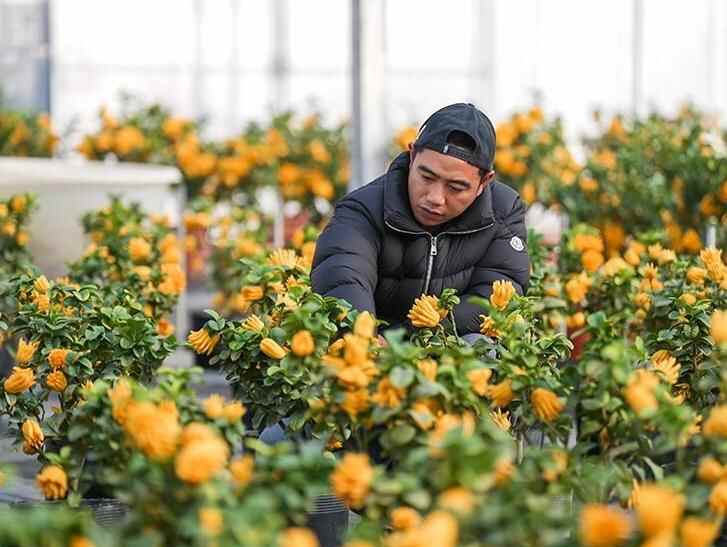  青年返乡 佛手飘香