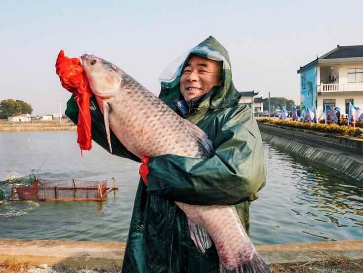  开捕啦！无锡甘露青鱼年度头鱼身长109.8厘米