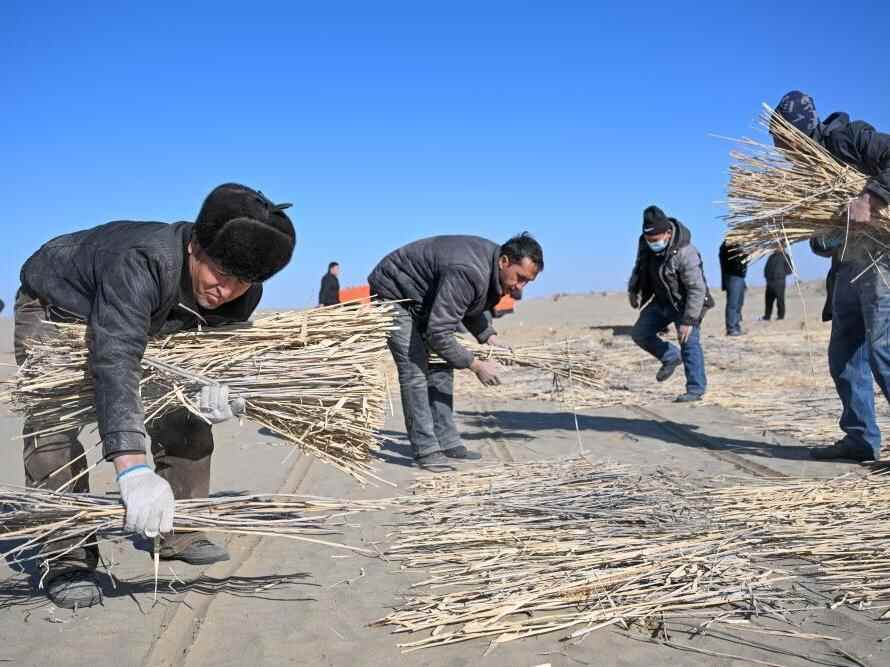 寒冬时节塔克拉玛干治沙正酣